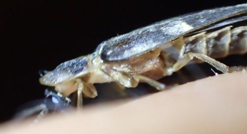 Lampyris noctiluca